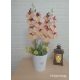 Orchidea kaspóba építve
